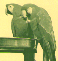 parrot rescue